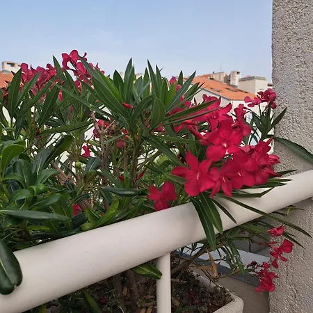 Apartman Fox-3